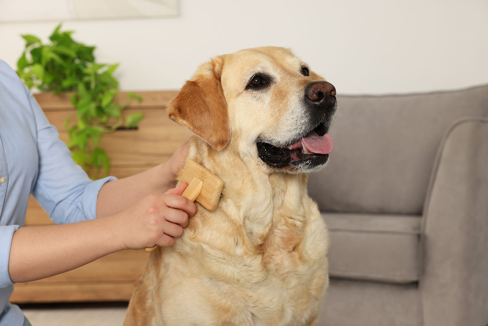 labrador retriever dog