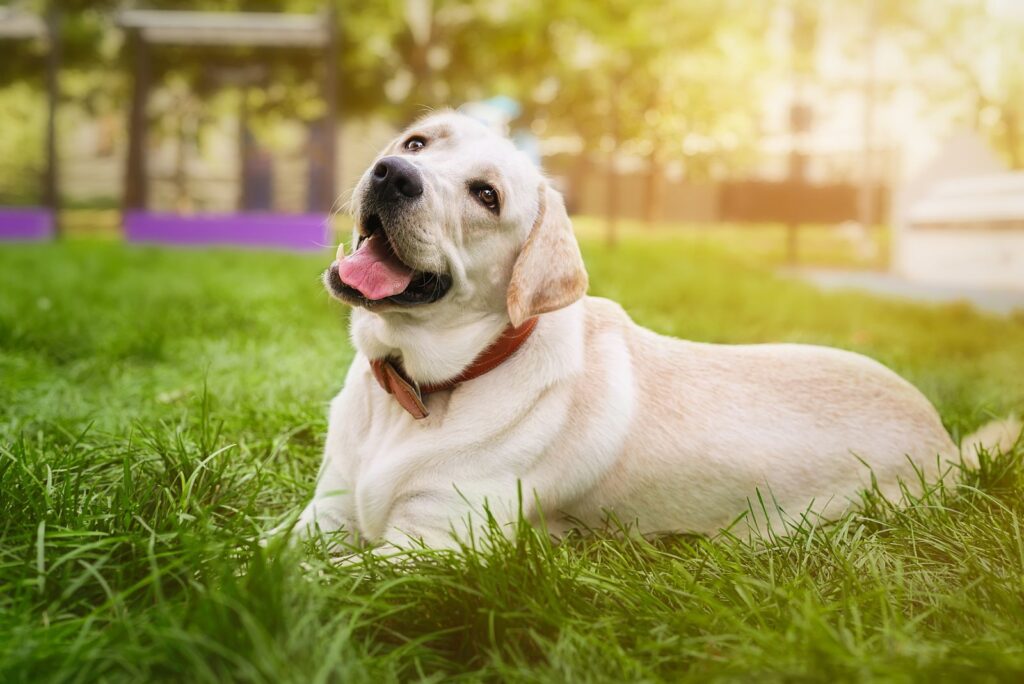 Labrador lying on the grass