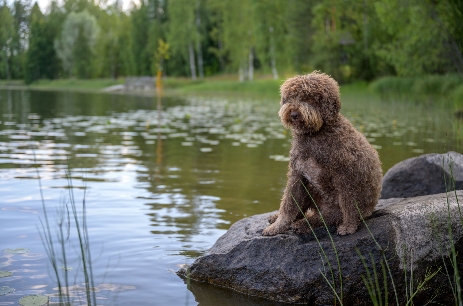 Lagotto Romagnolo