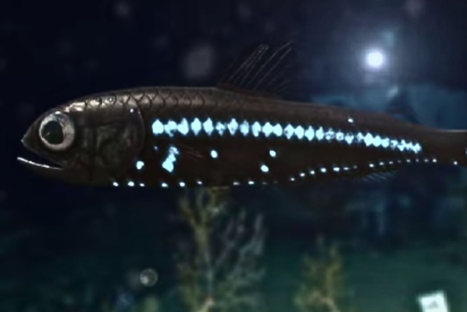 Lanternfish