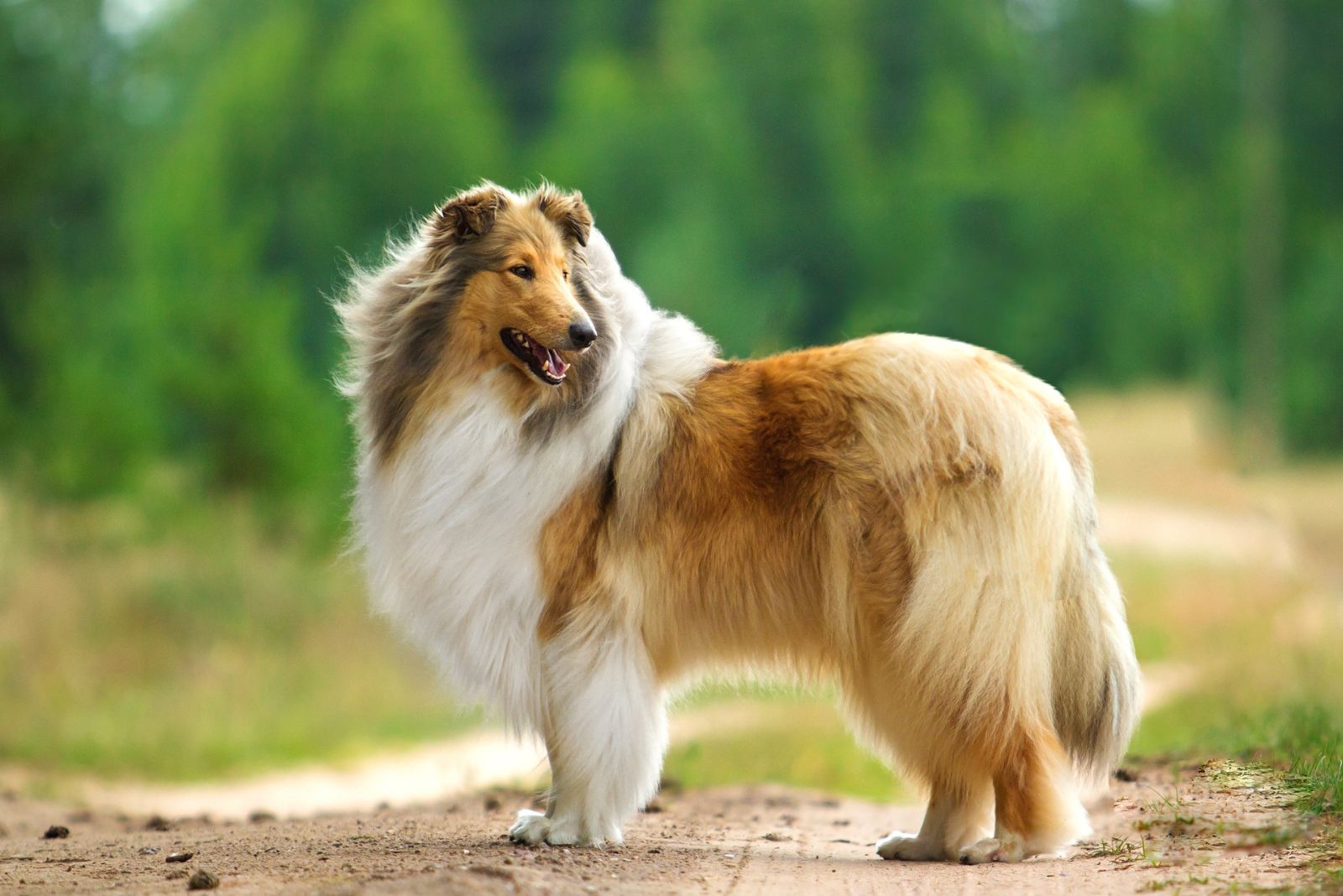 Lassie