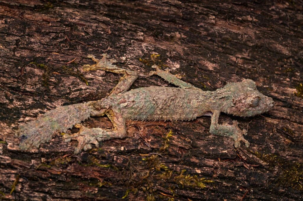 Leaf-Tailed Gecko