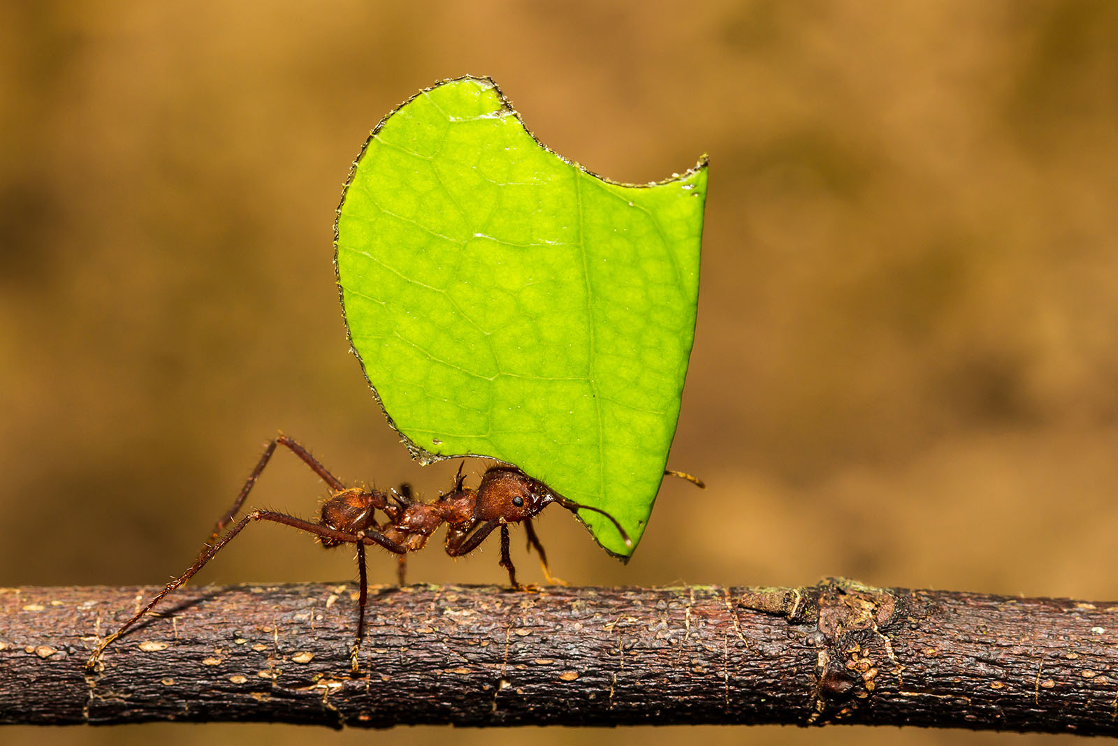 Leafcutter Ant