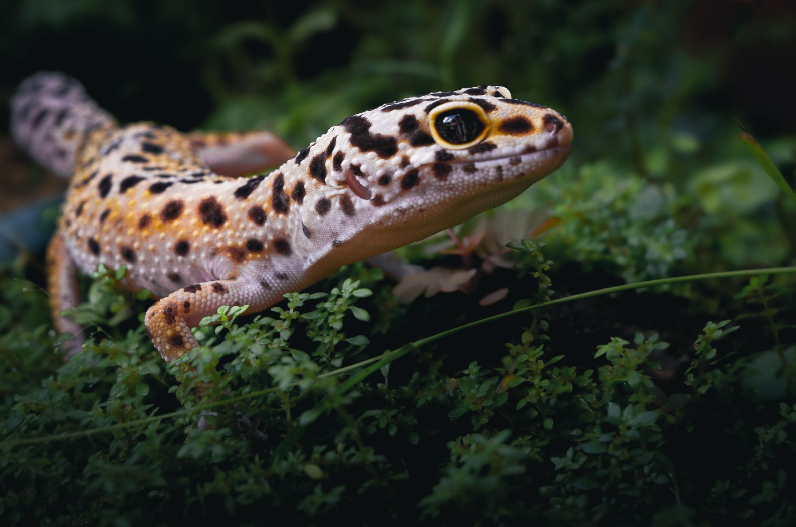 Leopard Gecko