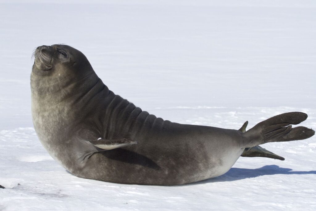 Leopard Seal