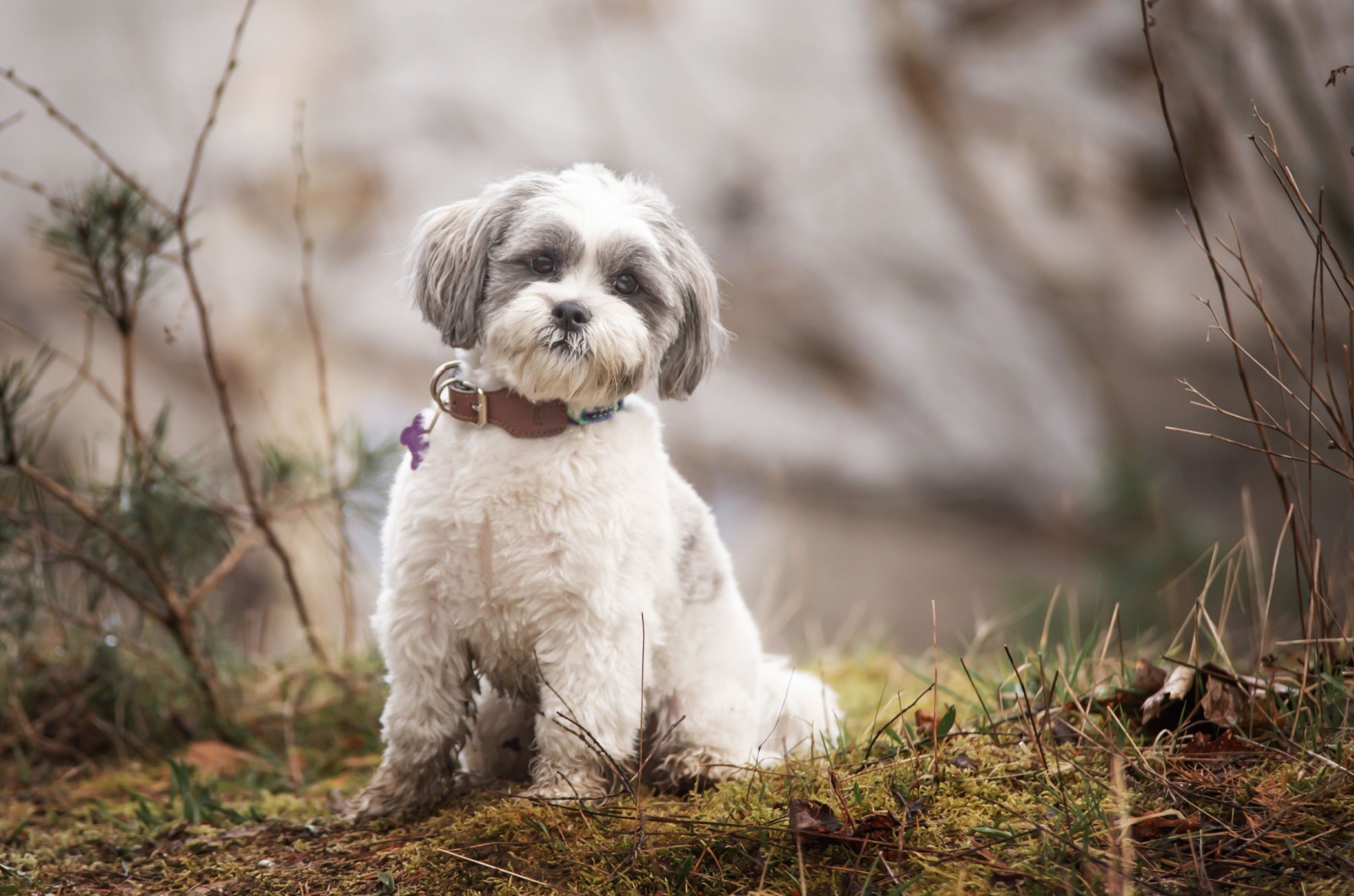 Lhasa Apso