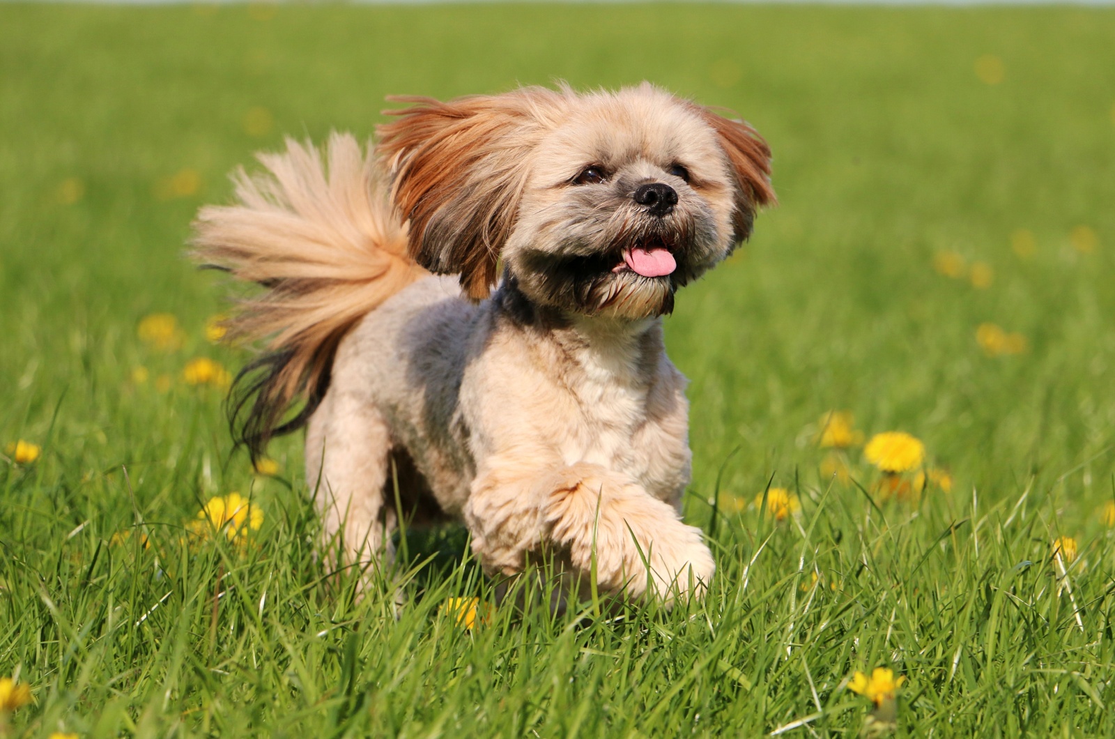 Lhasa Apso