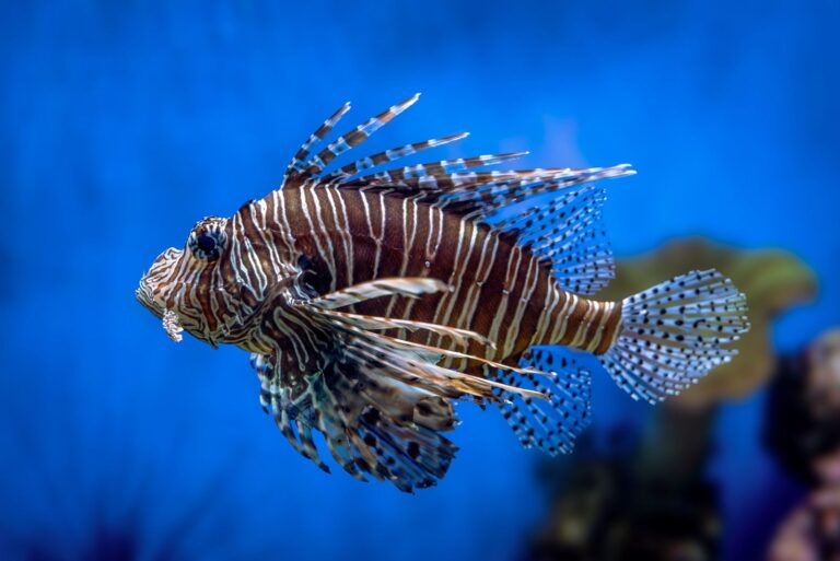 10 Animals Whose Patterns And Colors Make Them Stand Out