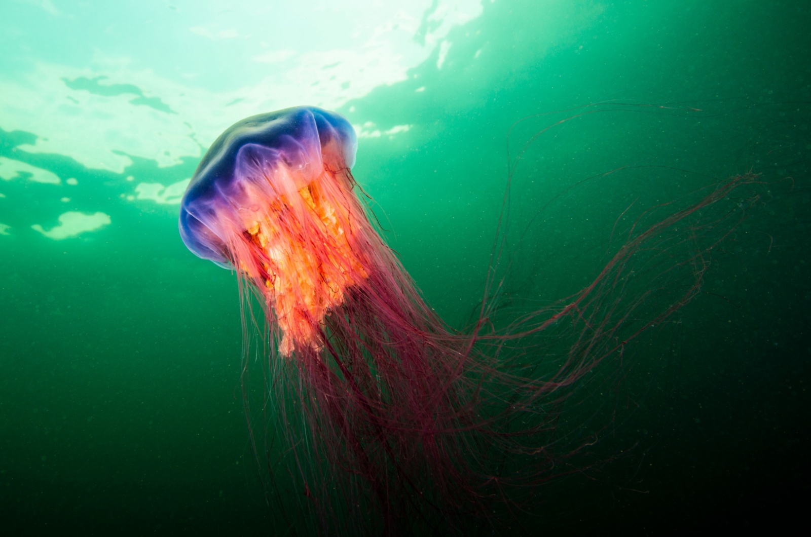 Lion’s Mane Jellyfish