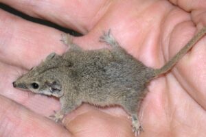 15 Tiniest Animals You Won’t Believe Are This Small