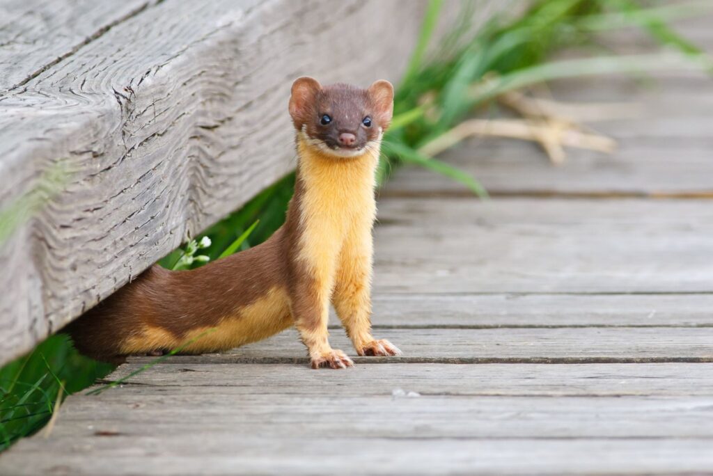 Long-Tailed Weasel