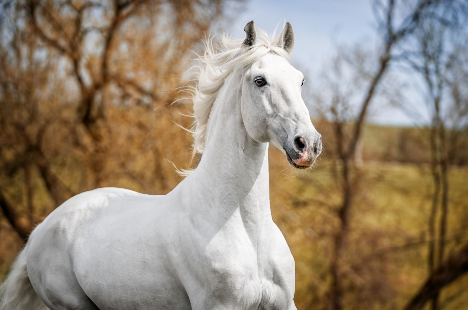 Lusitano