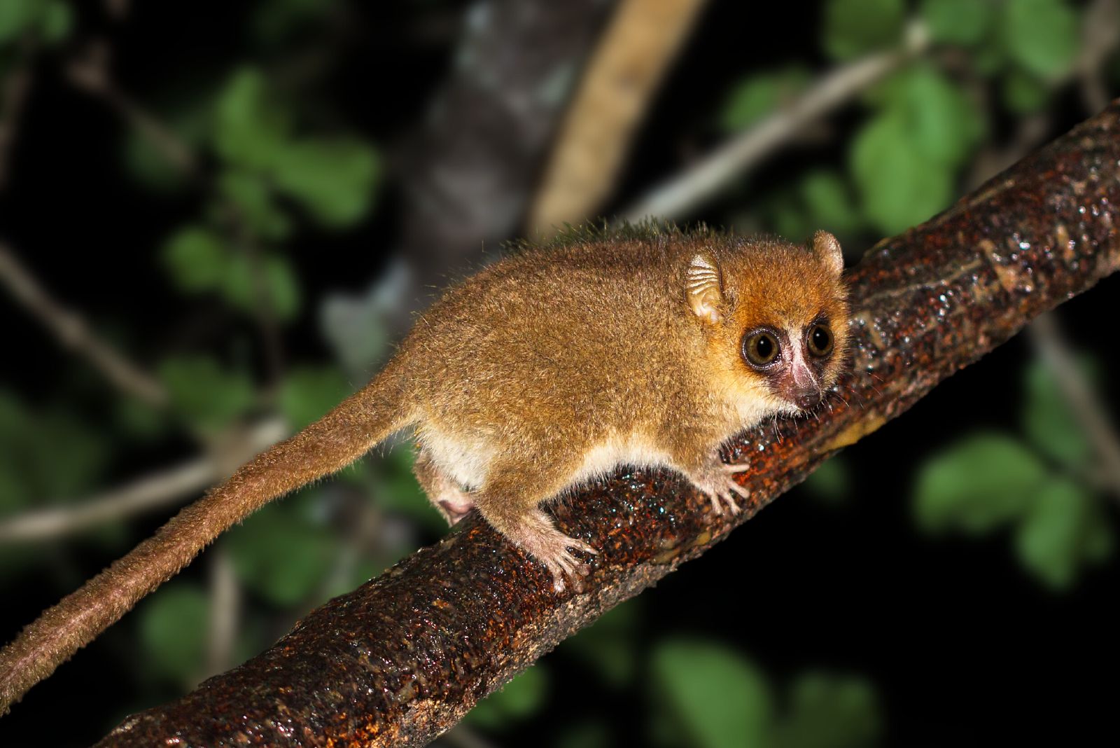 Madame Berthe's Mouse Lemur