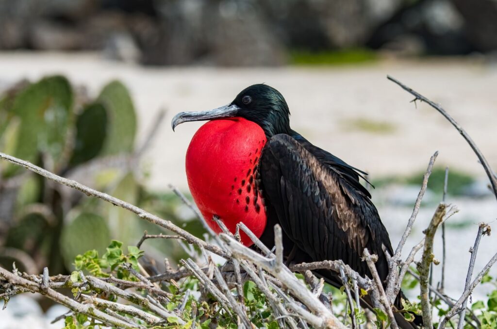 Magnificent Frigatebird