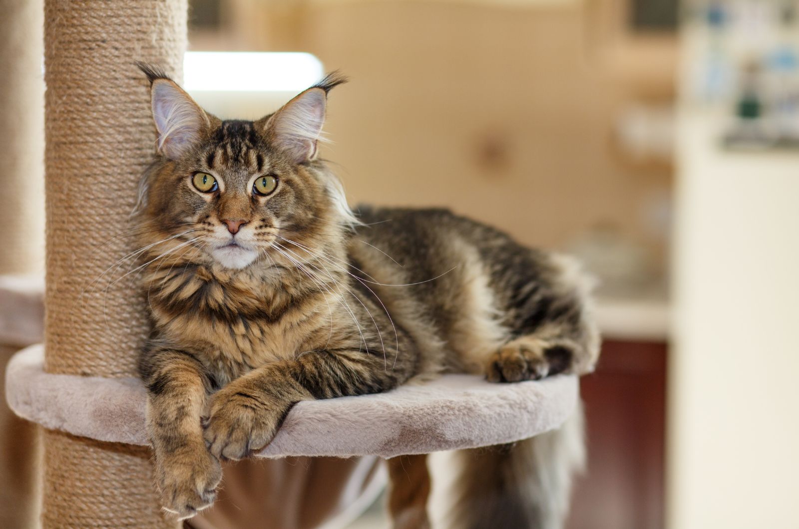 Maine Coon