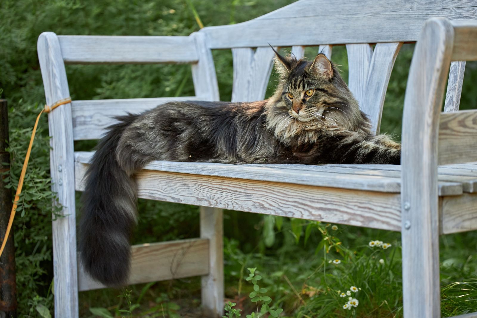 Maine Coon cat lying on bench