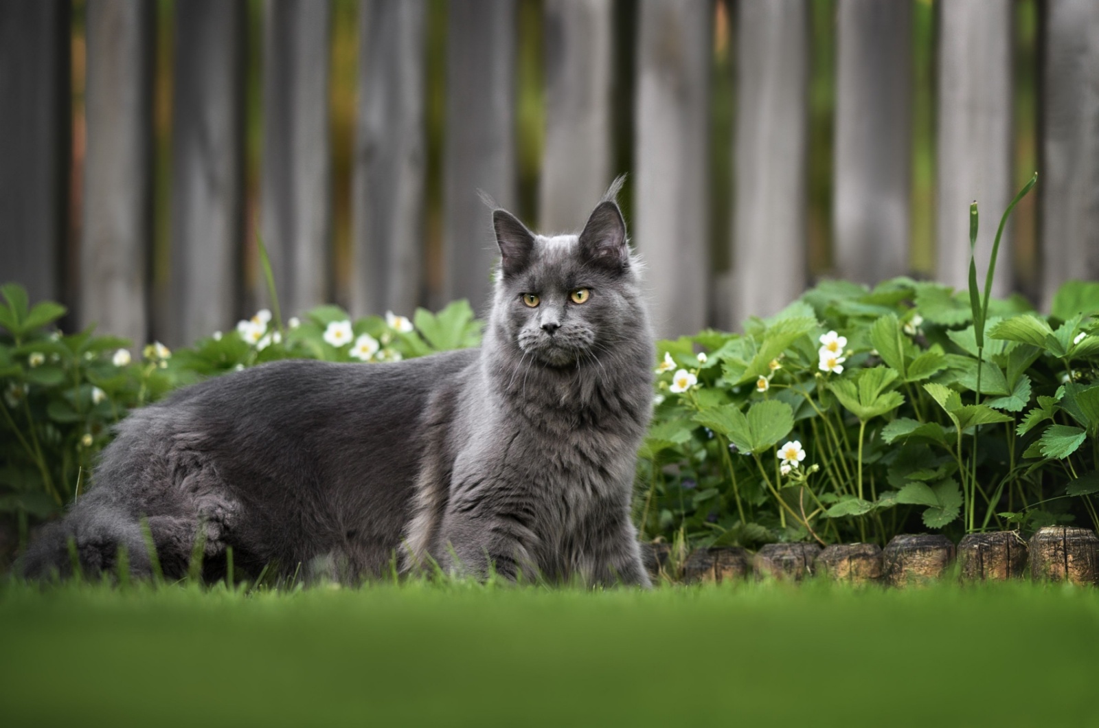 Maine Coon in garden