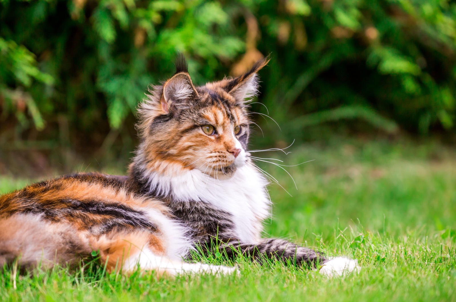 Maine Coon laying down