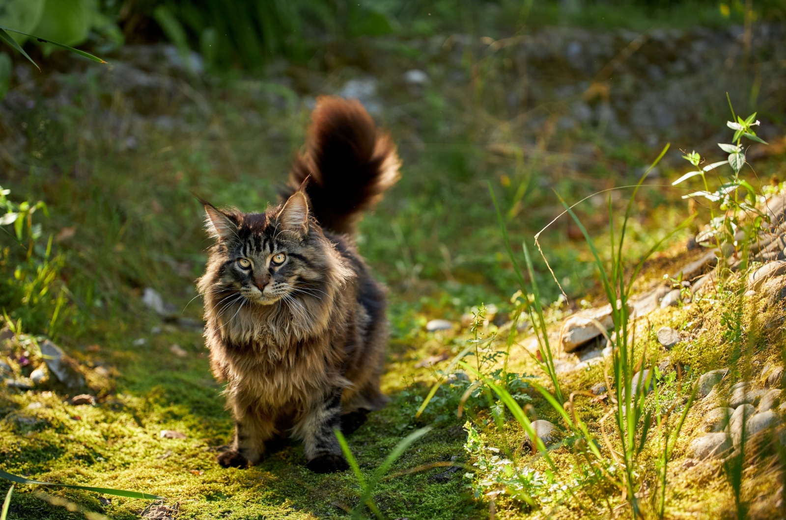 Maine Coon walking in forest