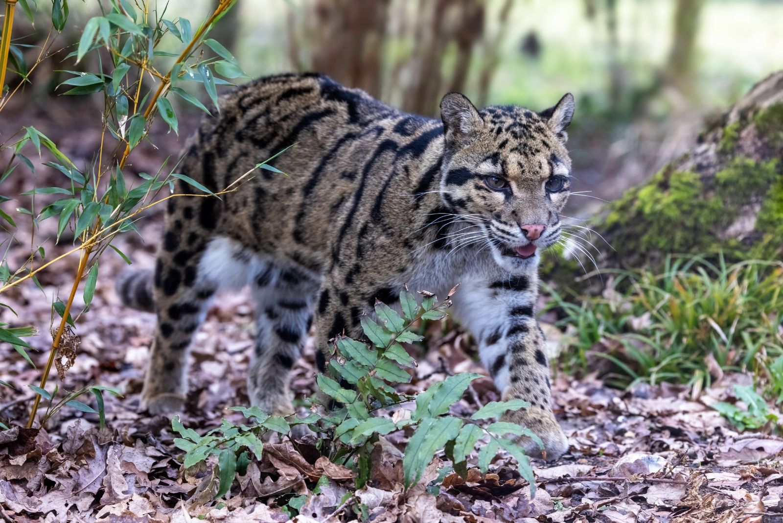 Mainland Leopard Cat