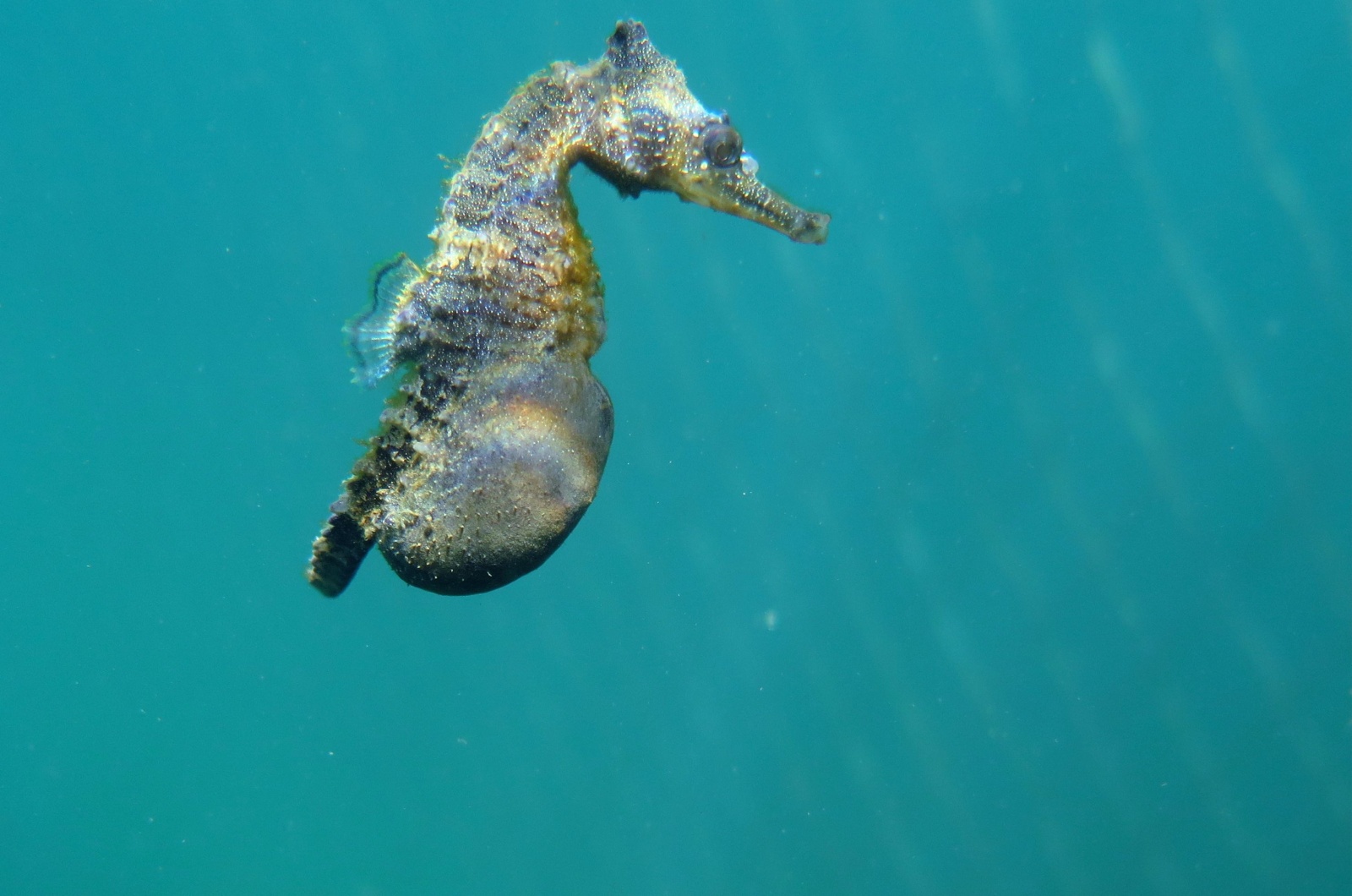 Male Seahorse