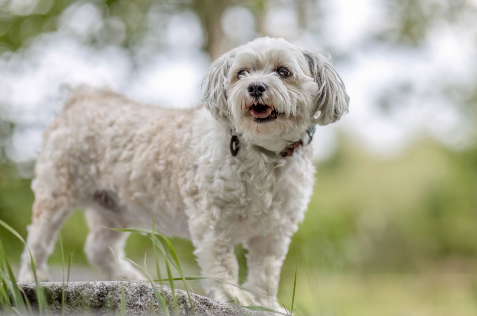 Maltese