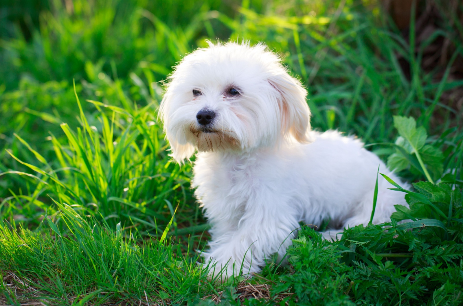 Maltese