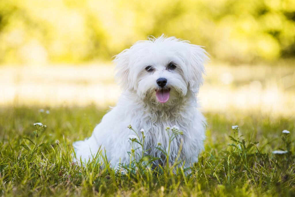 Maltese