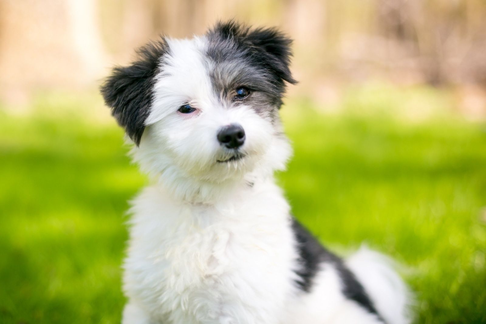 Maltese X Toy Poodle