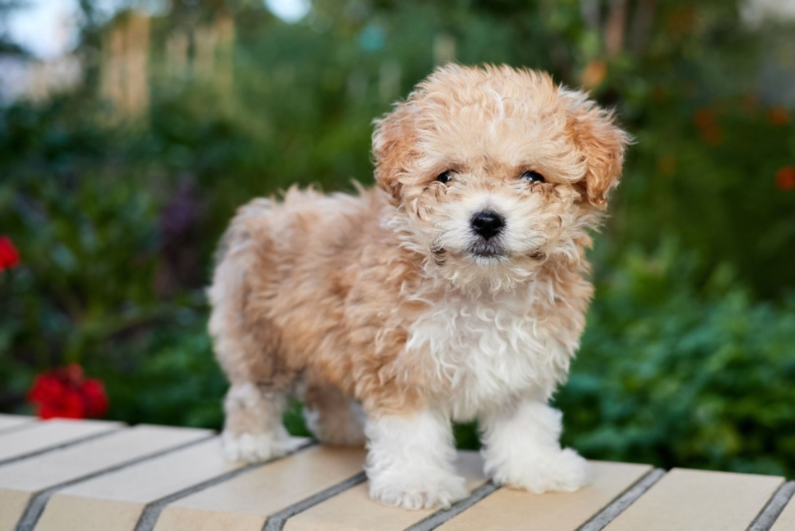 Maltipoo dog