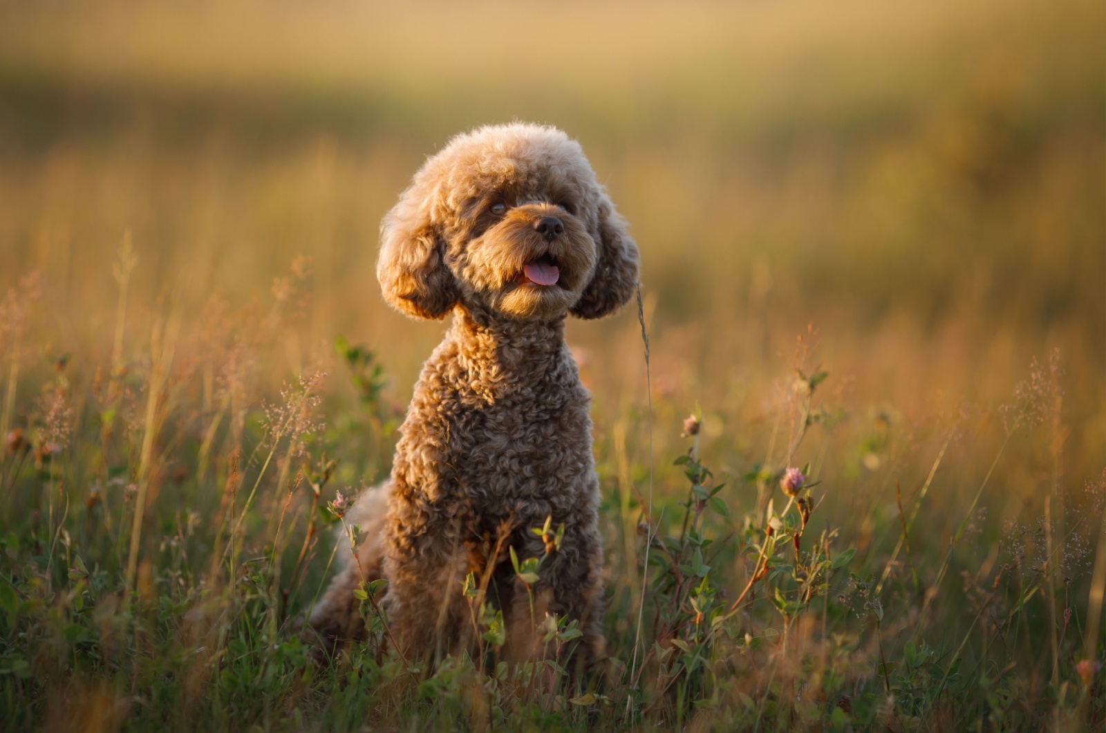 Maltipoo