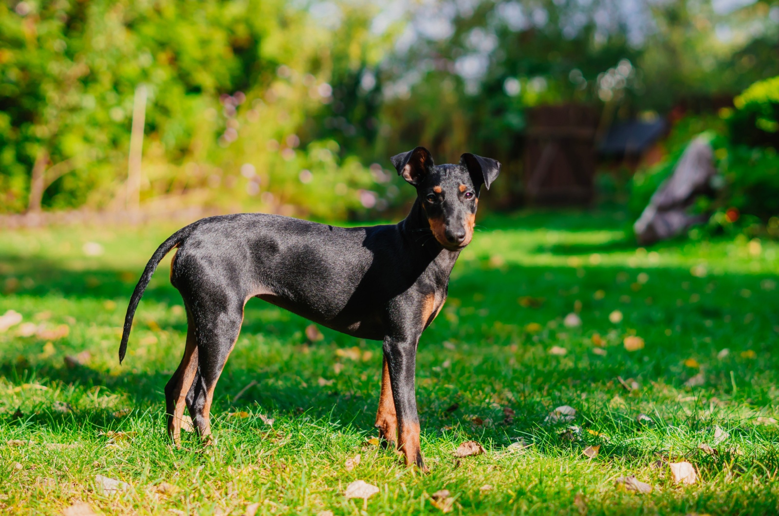 Manchester Terrier