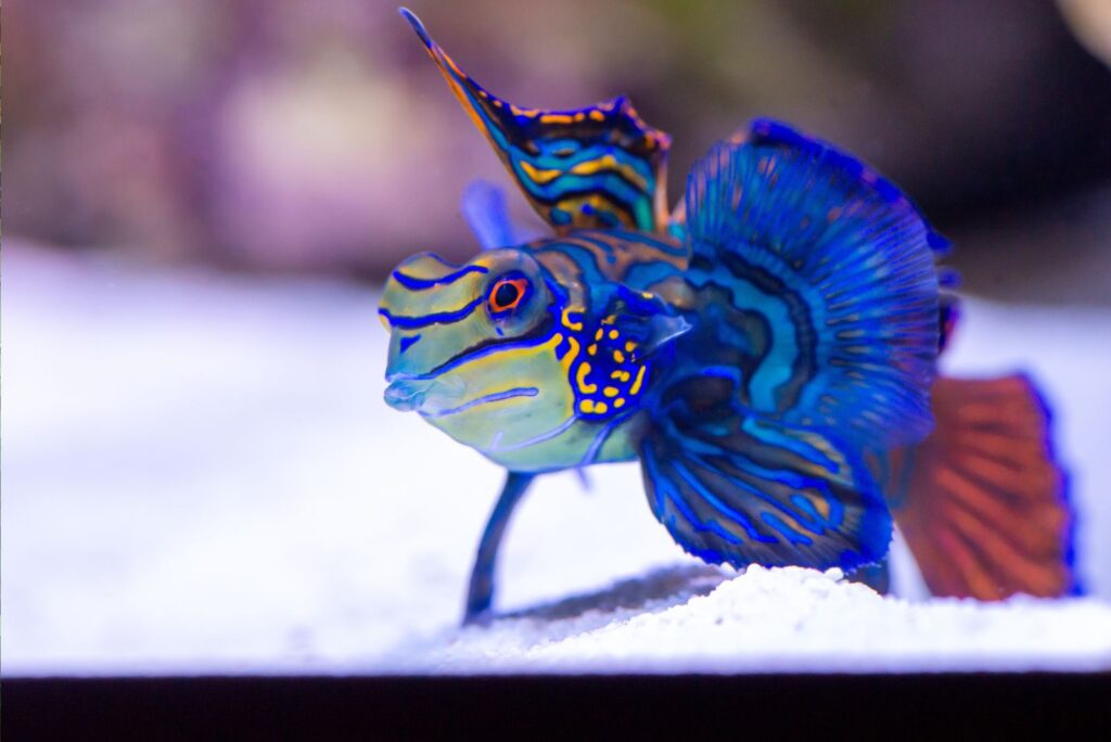 Mandarinfish