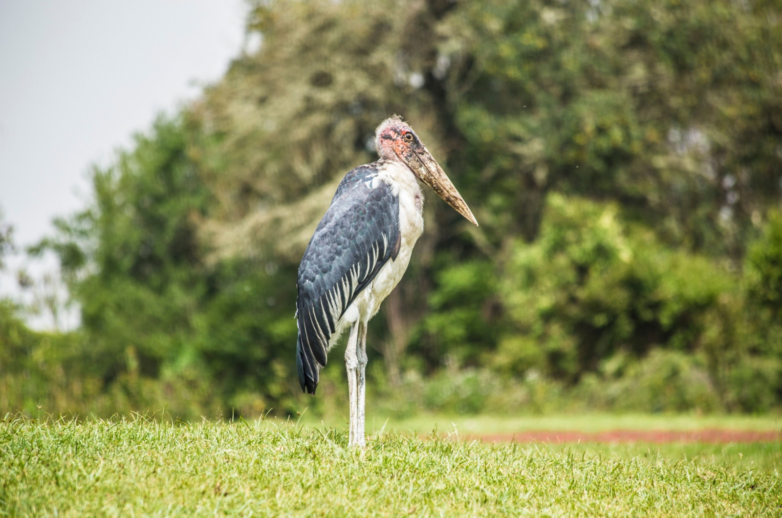 Marabou