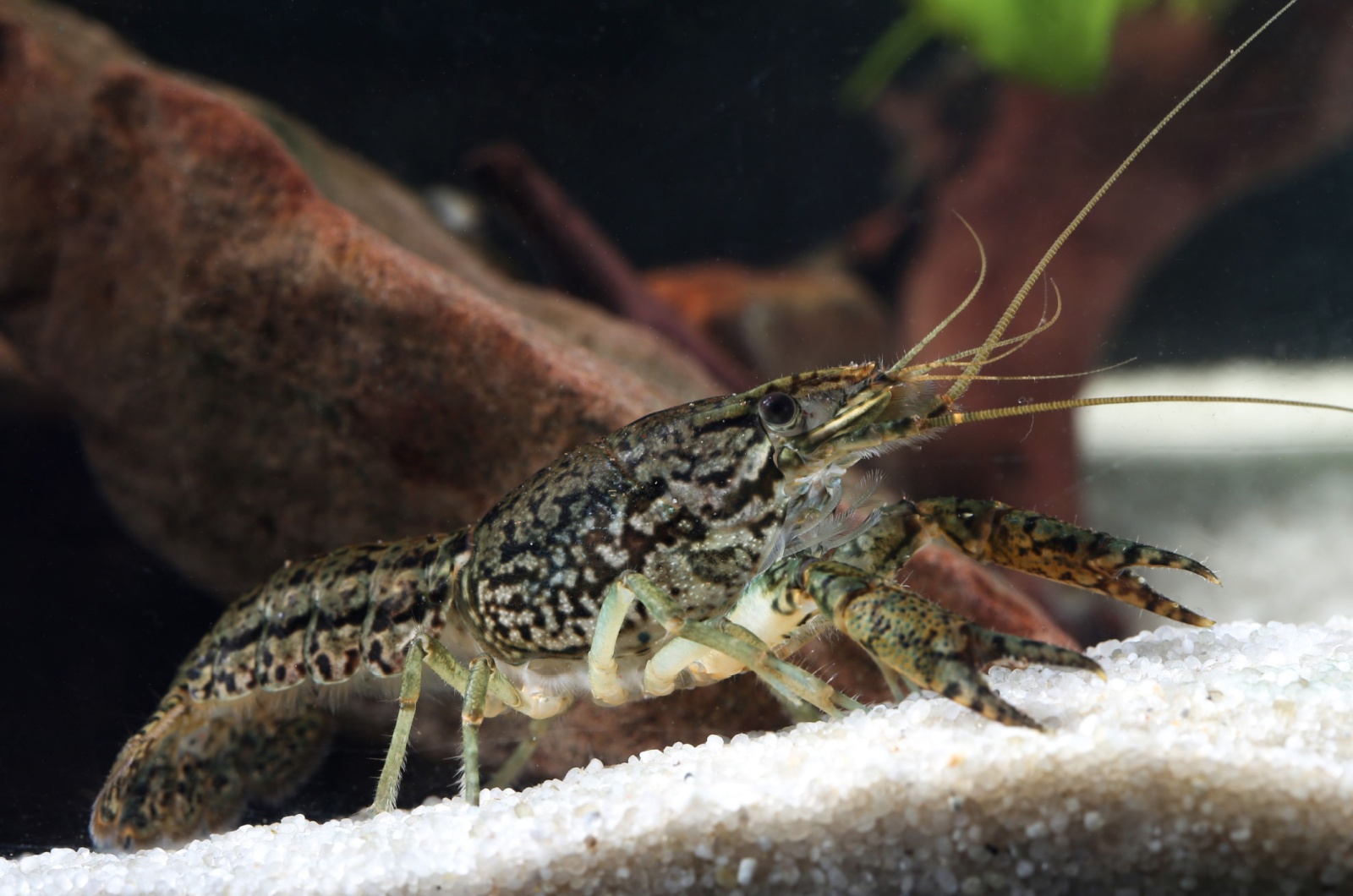 Marbled Crayfish