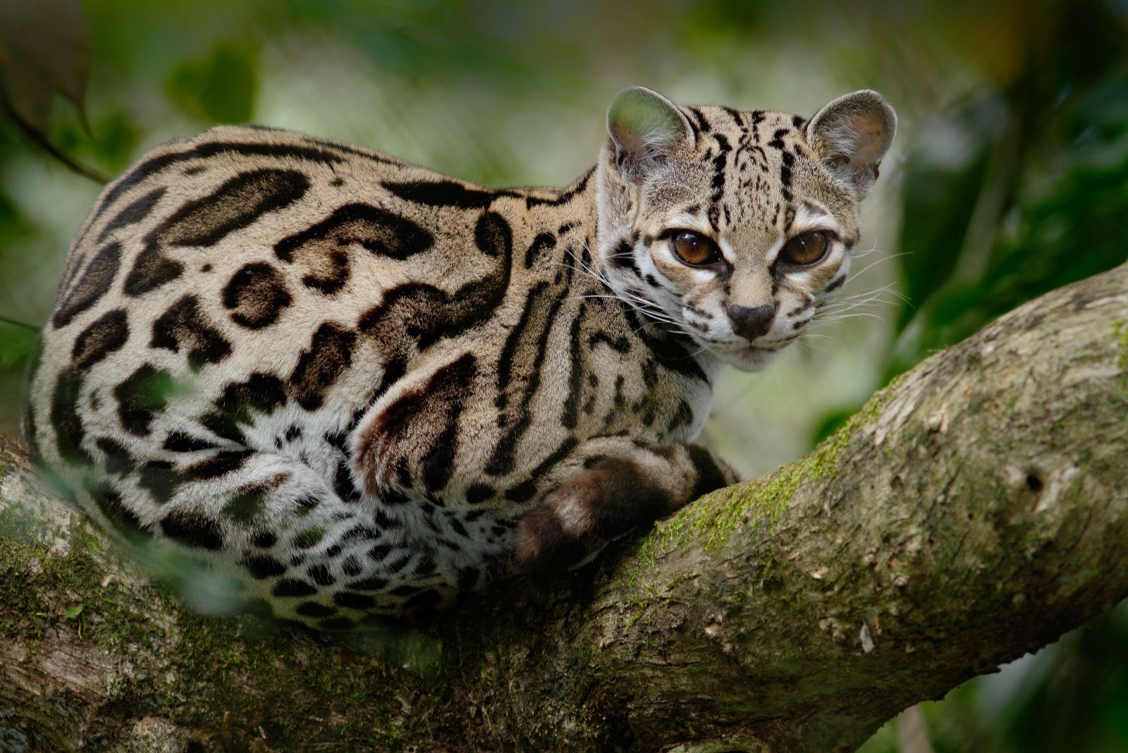 Margay