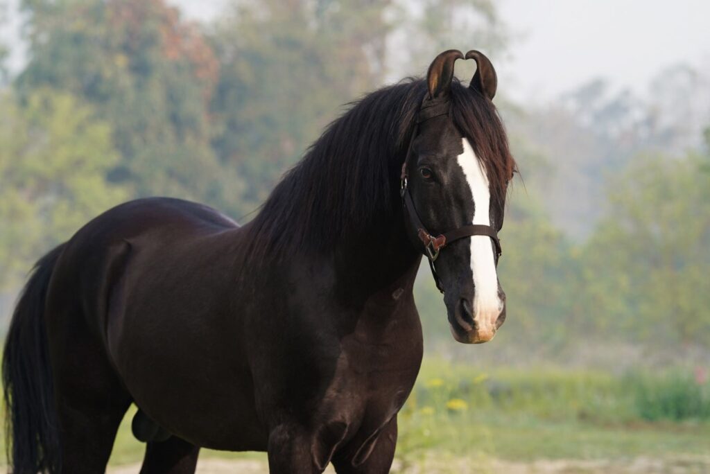 Marwari Horse