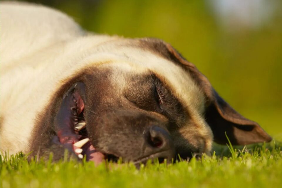 16 Dog Breeds That Love Their Sleep: Ranked From Least Sleepy To Most ...