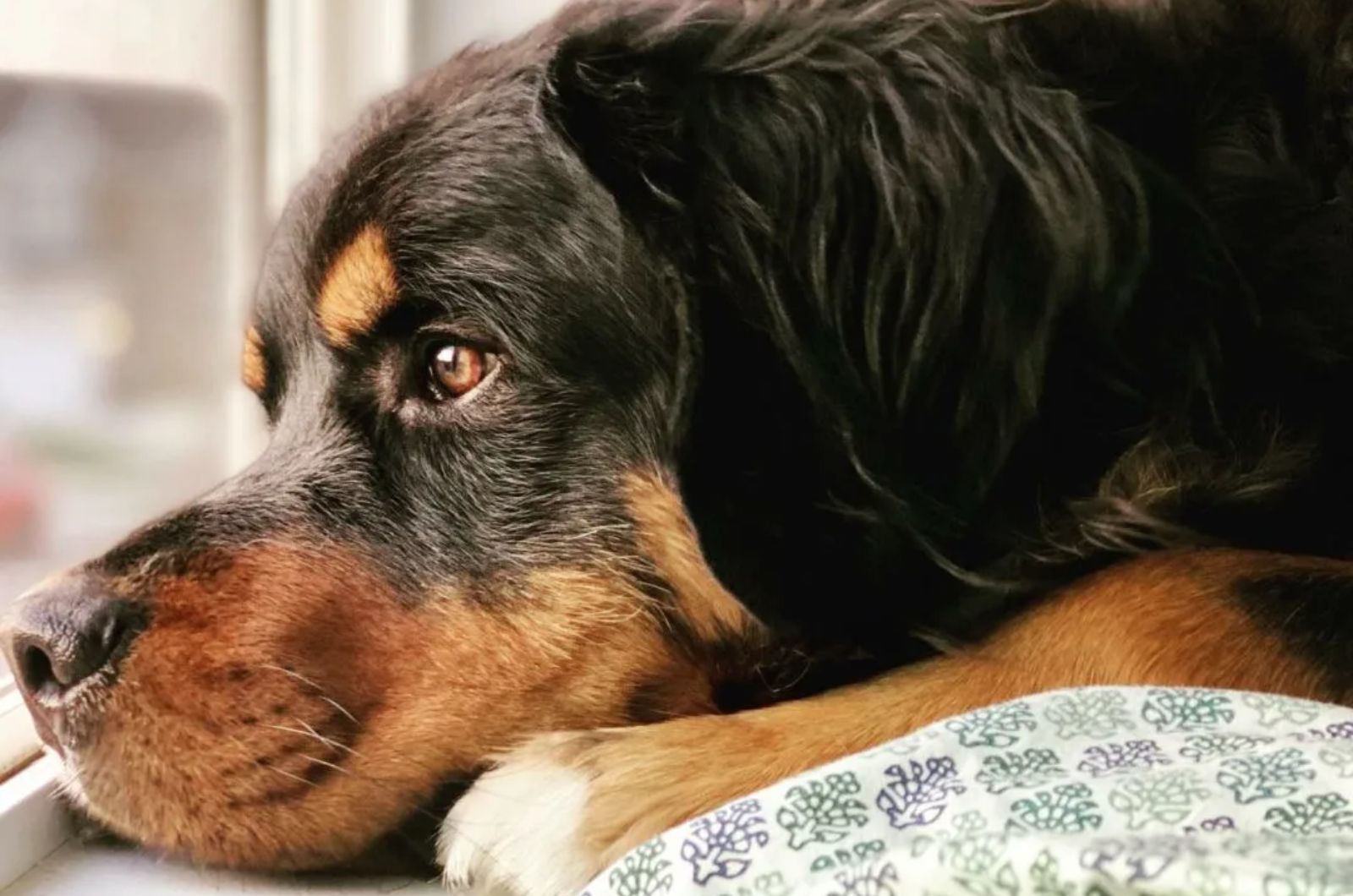 Mastiff X Bernese Mountain Dog Mix