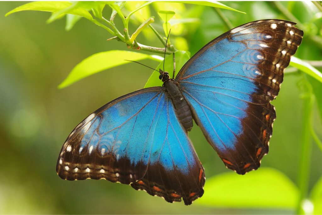 Menelaus Morpho Butterfly