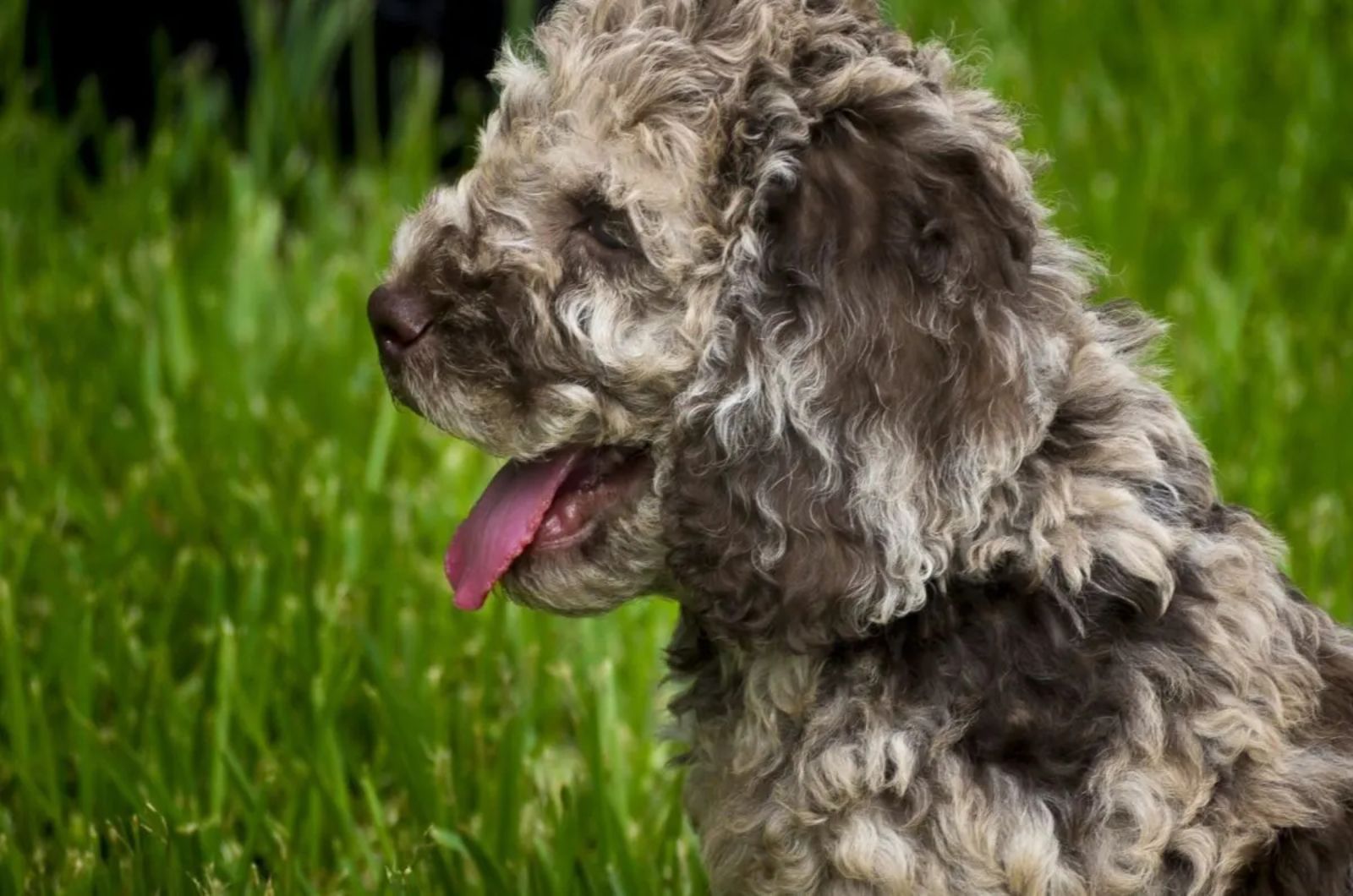 Merle Labradoodle