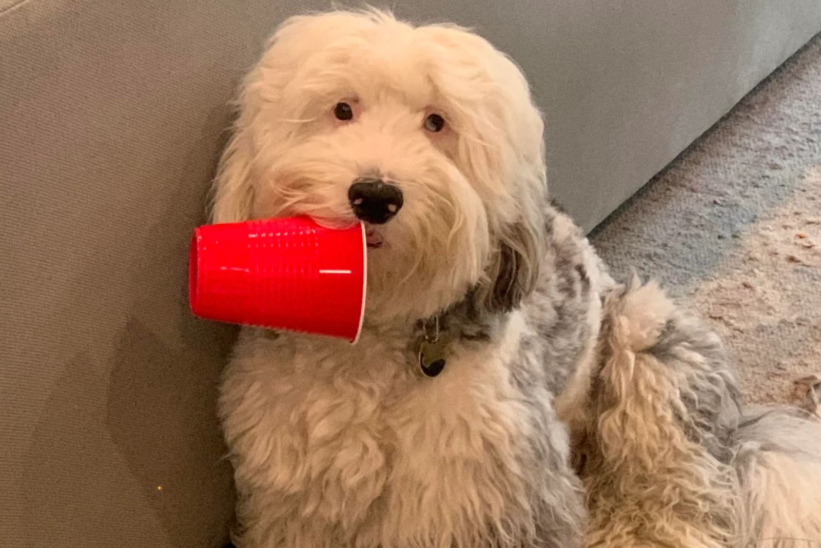 Micro Sheepadoodle doggo