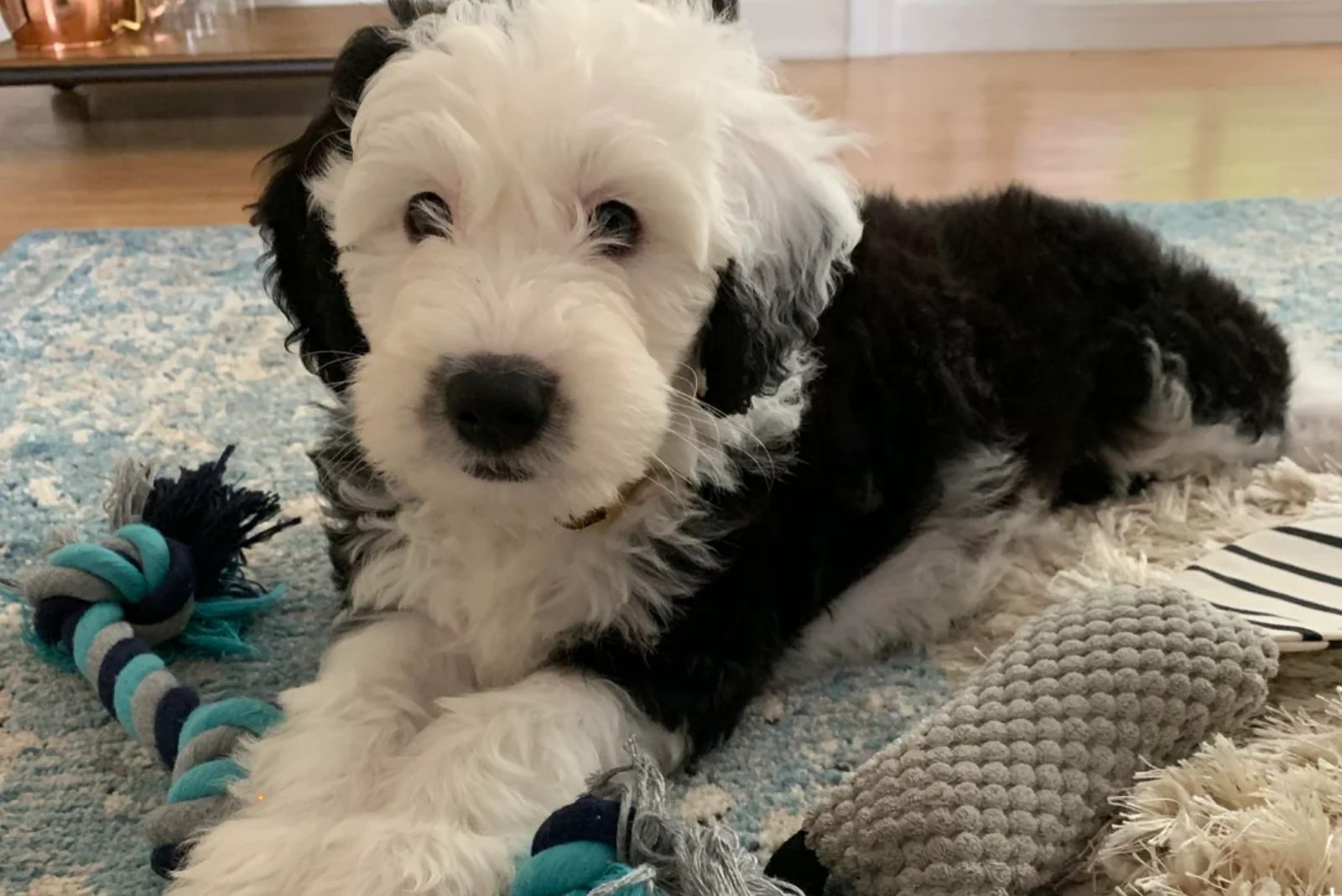 Micro Sheepadoodle