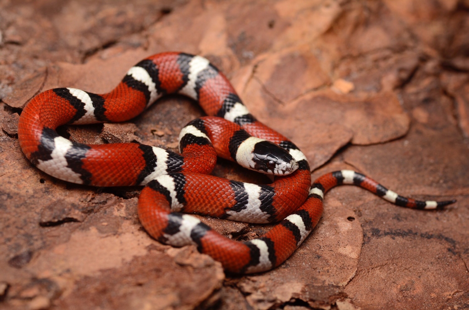 Milk snake