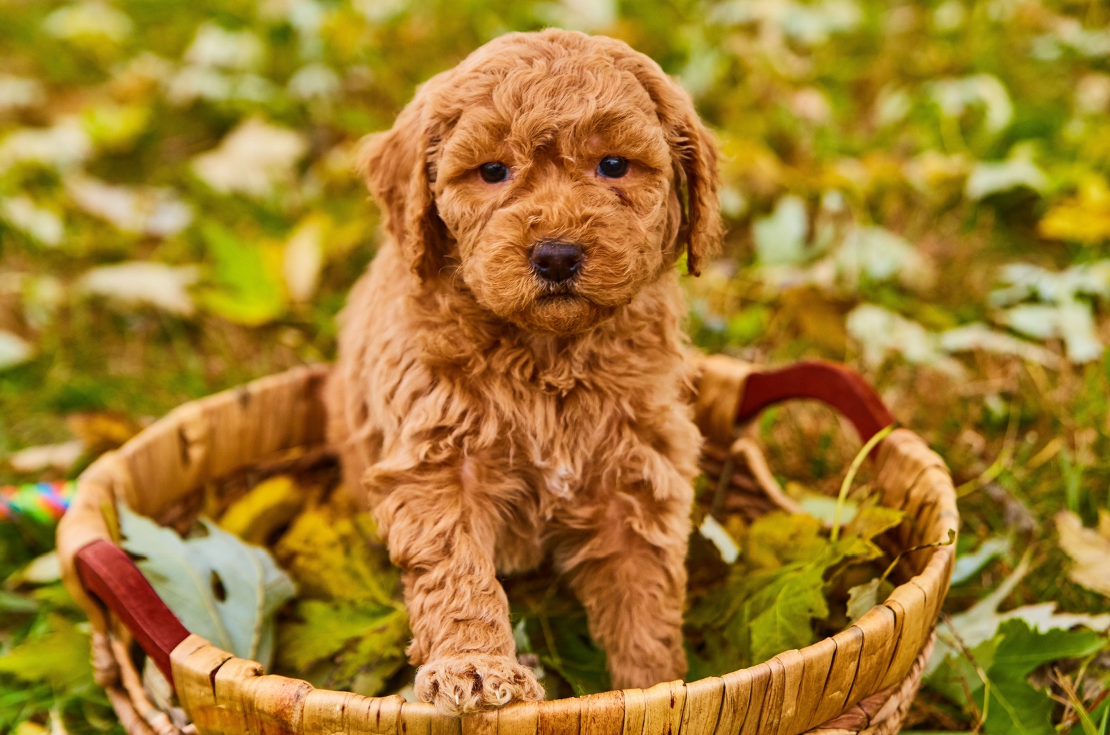 Mini Goldendoodle Dog