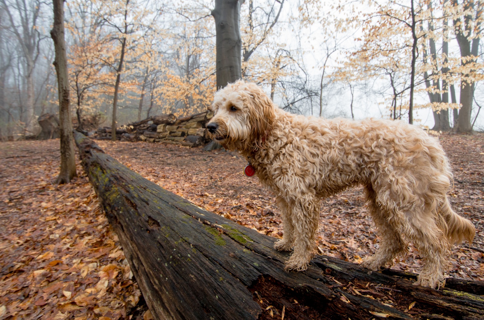 Mini Goldendoodle dog in a forest