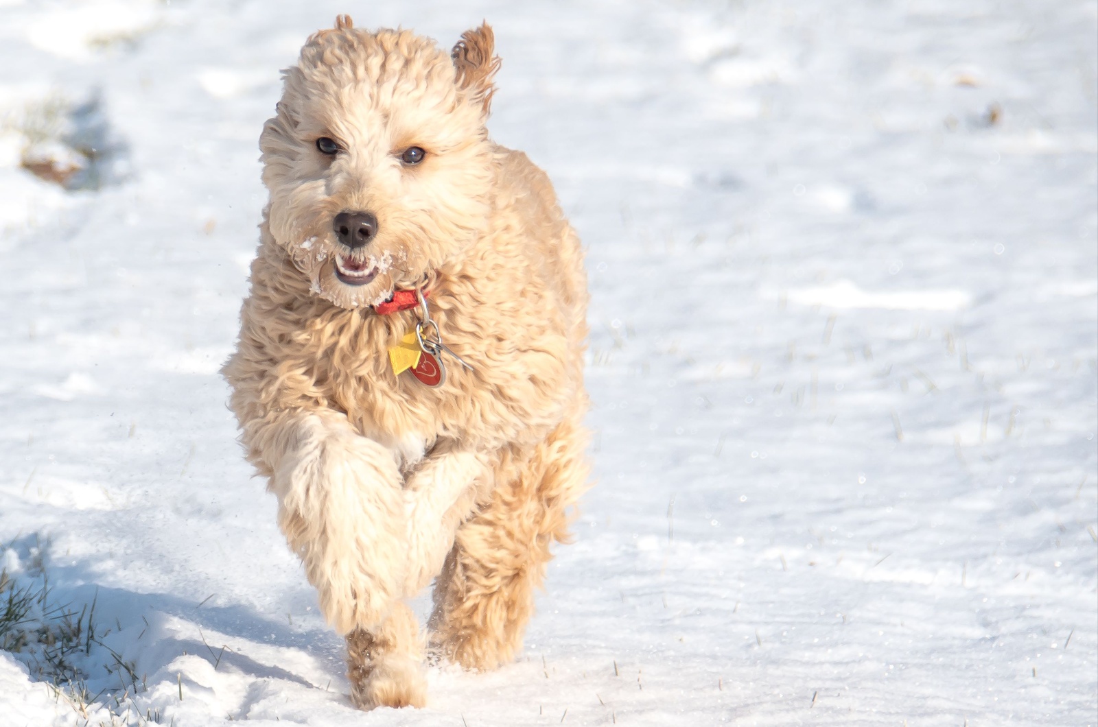 Mini Goldendoodle dog running on a snow