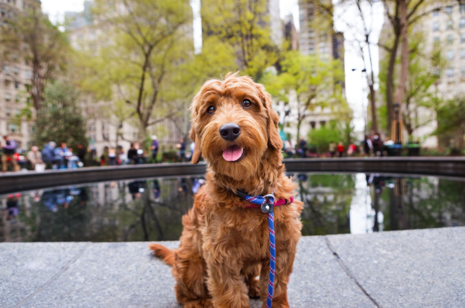 Mini Goldendoodle in a city