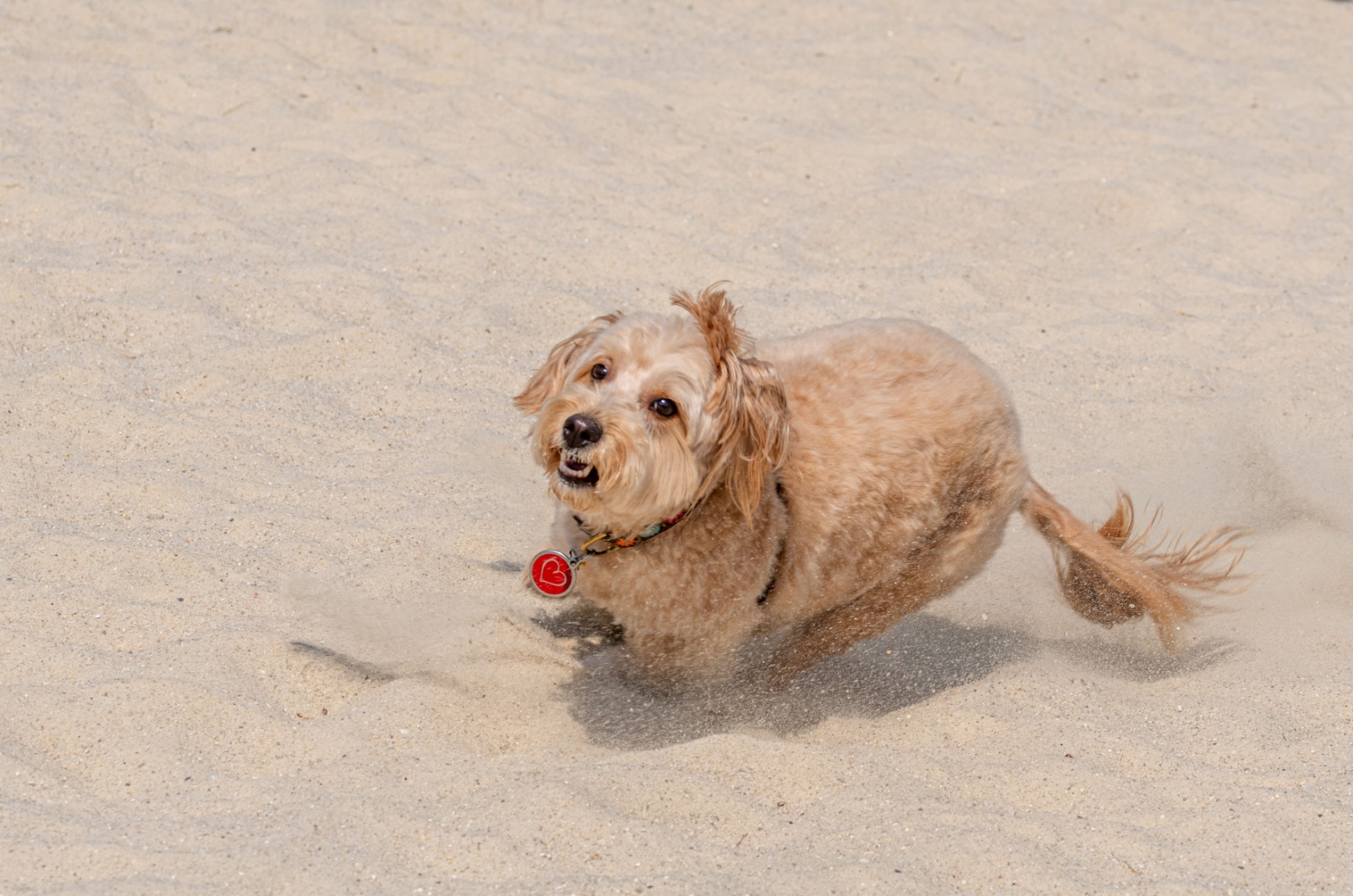 Mini Goldendoodle on a beach