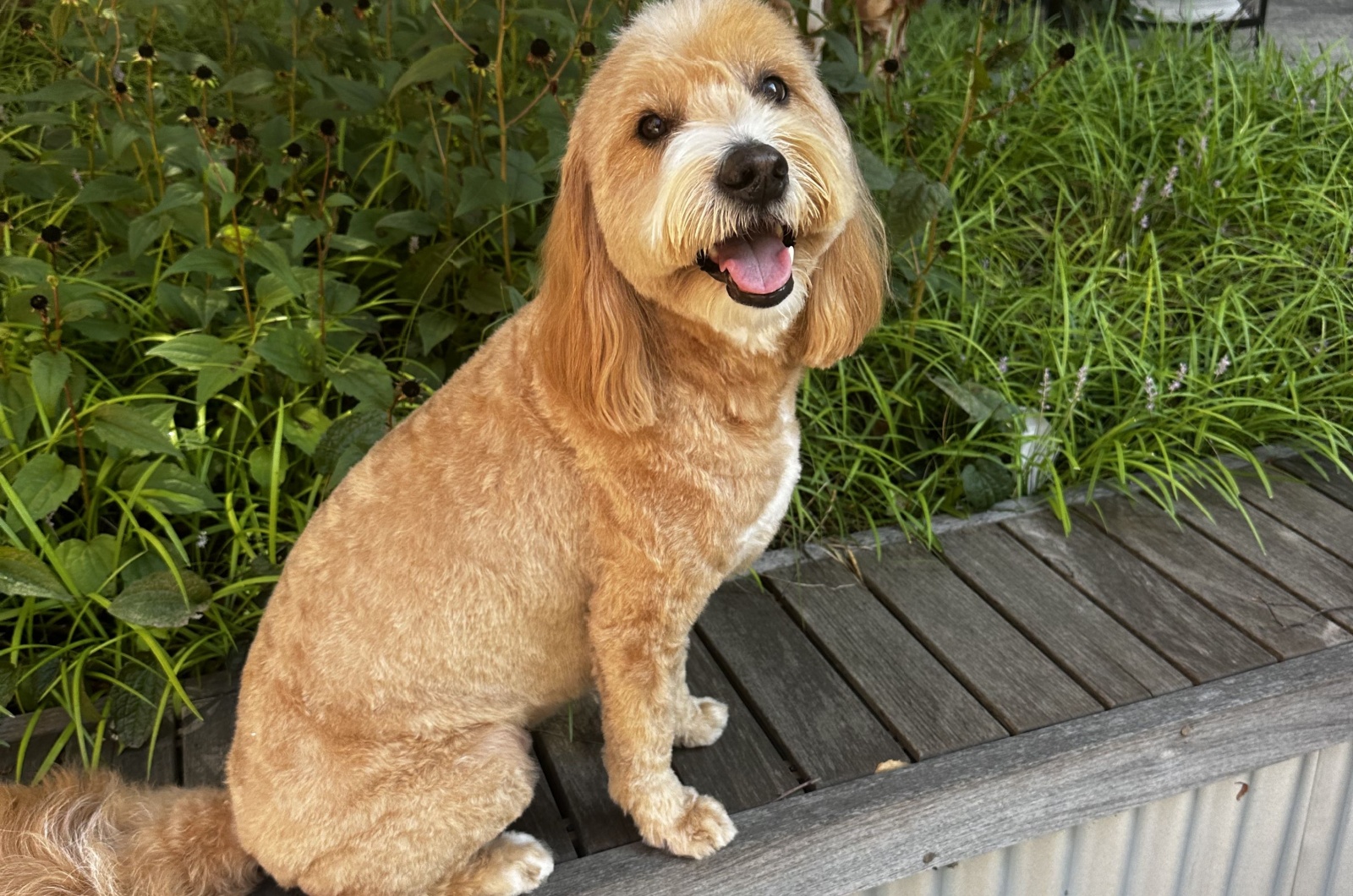 Mini Goldendoodle on a bench